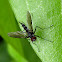 Black Long-legged Fly