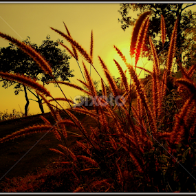 Beauty of Bush Flower by Subhadeep Das - Nature Up Close Trees & Bushes