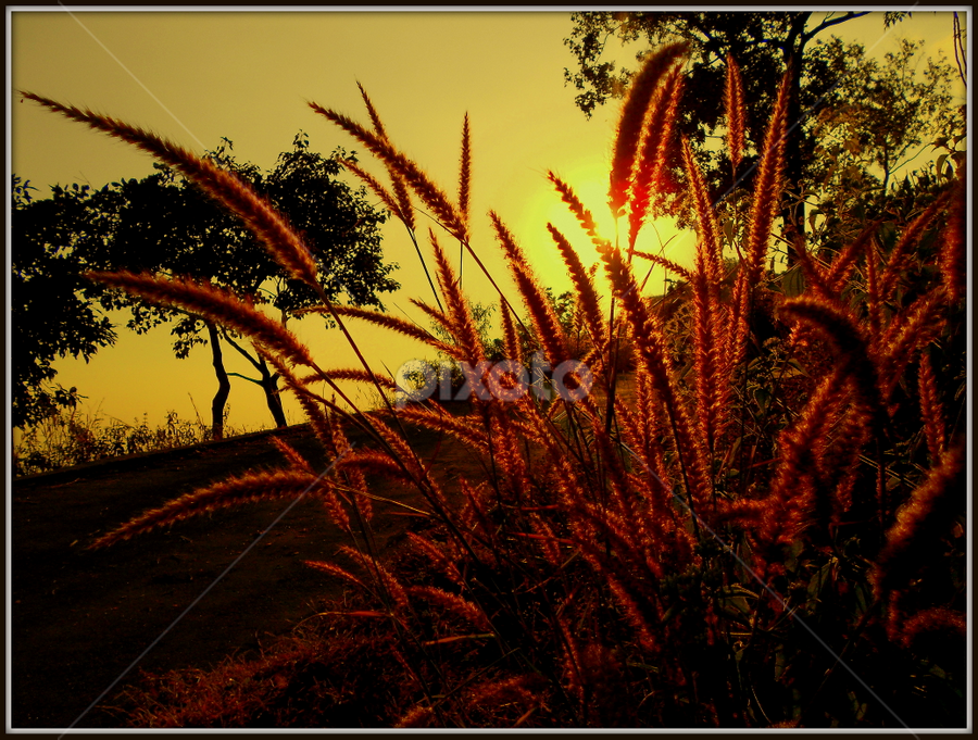 Beauty of Bush Flower by Subhadeep Das - Nature Up Close Trees & Bushes