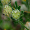 Hymenocarpos cornicina