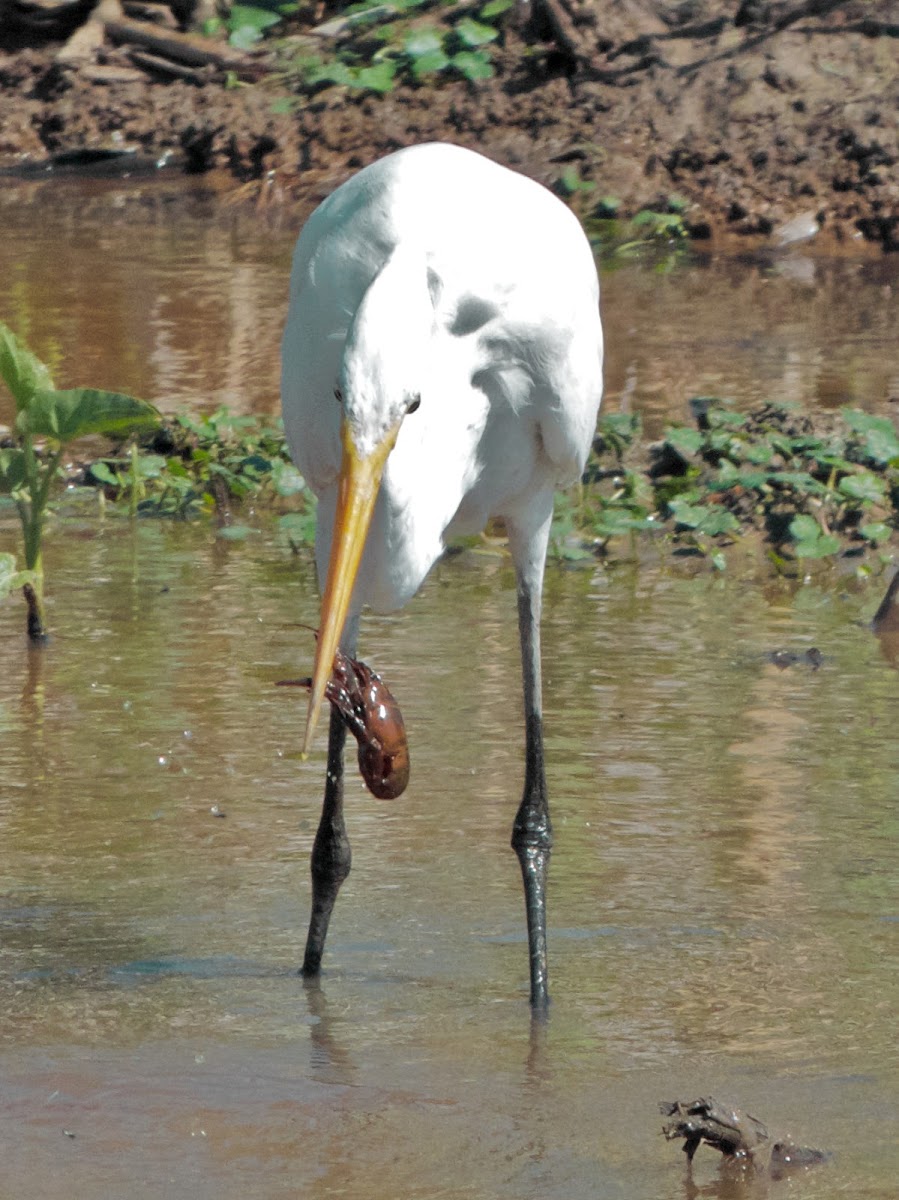 Great Egret catches a crayfish