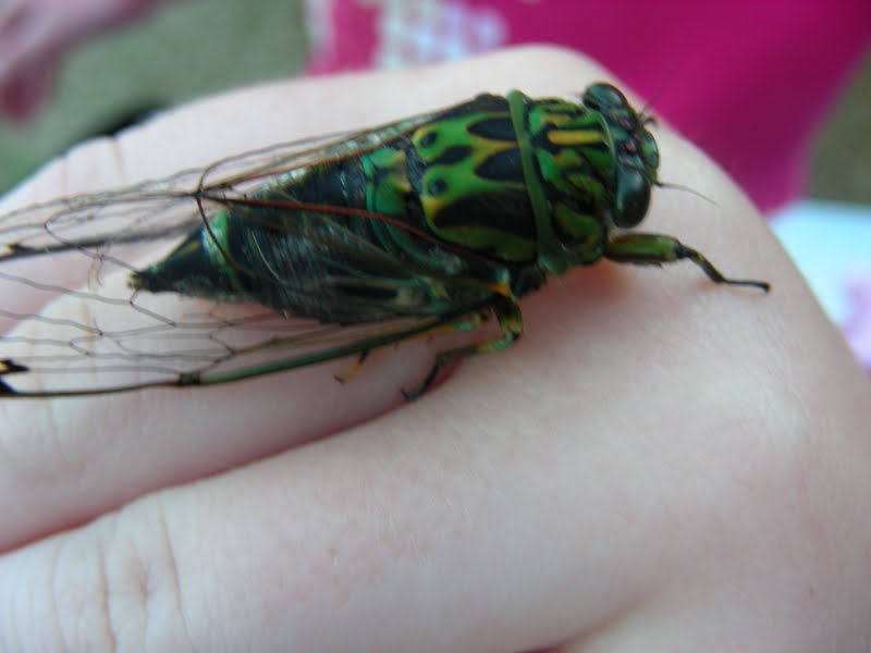 Chorus Cicada or Kihikihi Wawa