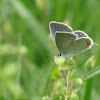 Eastern Tailed-Blue