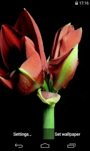 Flowers Video Live Wallpaper(圖1)-速報App
