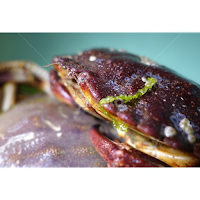 Whoever said don't play with your food - has obviously never seen live freshly caught crabs  - thanks to my neighbor Mr. Philip for the fresh catch :D #krabbypatties #killerkrabs #yesplaywithyourfood #escapethetub #InstaSize by Rufino Joshua Ong -  