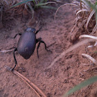 Dung Beetle