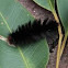 caterpillar