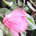 Puffy Flower(Unknown)