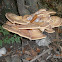 Giant Polypore?