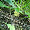 Biarum tenuifolium subsp. abbreviatum