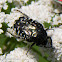 White-spotted Rose Beetle