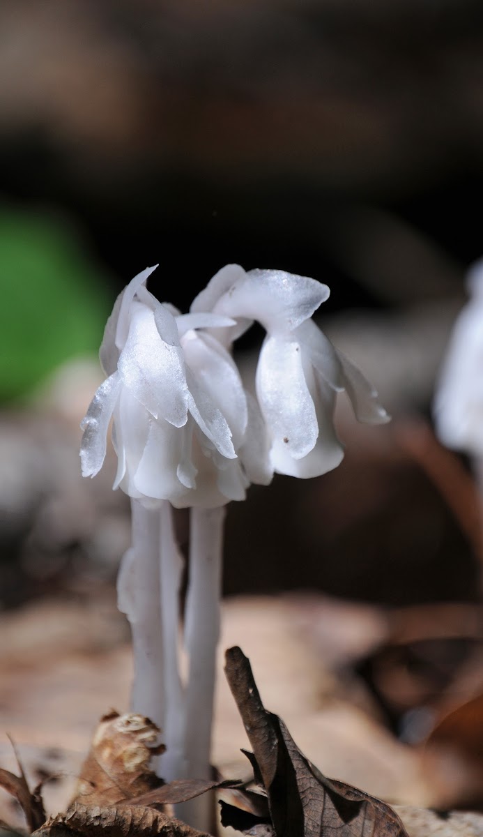 Ghost Plant aka. Indian Pipe