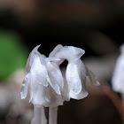 Ghost Plant aka. Indian Pipe