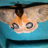 Moth Eye-of-Ox