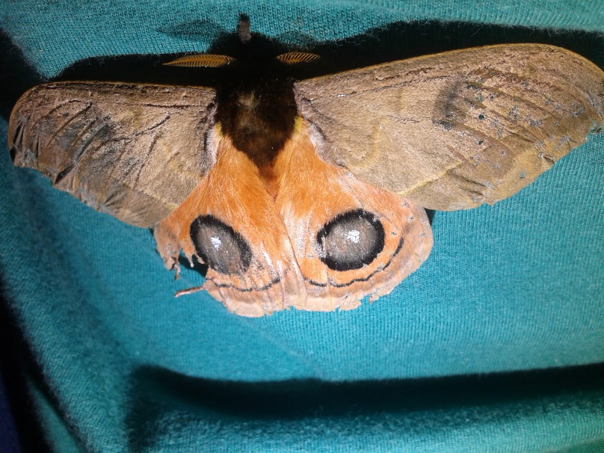 Moth Eye-of-Ox