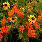 Butterfly Milkweed and Black Eyed Susan