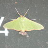 No Common Name Moth