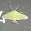 No Common Name Moth