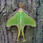 Luna Moth