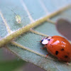 Multicolored Asian Lady Beetle and aphid