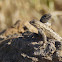 Coast Range Fence Lizard