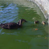 Pacific Black Duck and ducklings