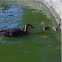 Pacific Black Duck and ducklings