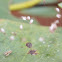 Lacewing eggs hatching