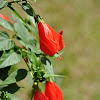 Turk's cap or Sleeping hibiscus