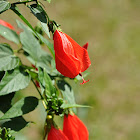 Turk's cap or Sleeping hibiscus