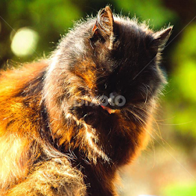 Bath time by Lisa Davies - Animals - Cats Portraits