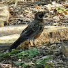 American robin (juvenile)