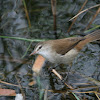 Lesser Swamp Warbler