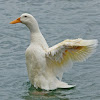 Aylesbury duck