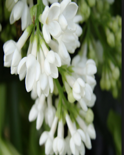 How to install Beautiful Flowers Wallpaper 1.6 apk for bluestacks