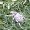 weevil Beetle