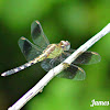 Banded-winged Dragonlet Dragonfly
