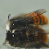 Hornfaced Bee