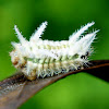 Slug Moth Caterpillar