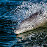 I see you by Jeannie Meyer -  