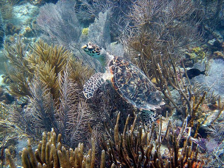 A hawksbill turtle on a reef in the US Virgin Islands. The hawksbill sea turtle is a critically endangered species.