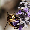European wood carder bee