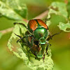 Japanese beetles (mating)