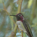 Anna's Hummingbird