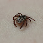 Gulf Coast Tick (Male)