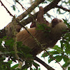 Hoffmann's two-toed sloth