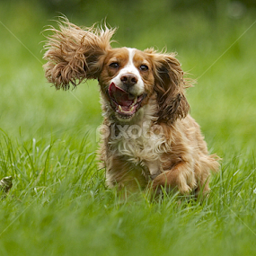 by James Blyth Currie - Animals - Dogs Running