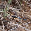 Bleached Skimmer, male