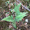 Lady Fern or Common Lady-fern