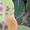 Photinia Red Spot Disease